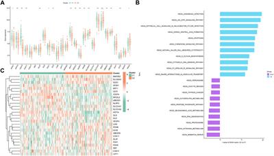 Deciphering the molecular classification of pediatric sepsis: integrating WGCNA and machine learning-based classification with immune signatures for the development of an advanced diagnostic model